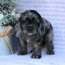 Beauty/Cocker Spaniel									Puppy/Female	/May 2nd, 2024,Are you looking for a charming Cocker Spaniel puppy with a gorgeous soft coat and gentle eyes? You must meet our beautiful puppies! Each puppy in this litter comes up to date on shots and dewormer and is vet checked. Our puppies are family raised and socialized with children and other dogs. If you are seeking a friendly, intelligent, and loving puppy contact us today! 