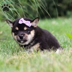 Nikki/Shiba Inu									Puppy/Female	/8 Weeks,Meet Nikki, the most adorable little Shiba Inu you will ever meet! This stunning little baby has the most luscious hair coat and the most darling features of a Shiba Inu. Sweet Nikki is ready to take on the world with her forever family by her side. Her knack for bringing smiles to the faces of everyone she meets has ensured that she has received endless love and attention since birth. This has allowed her to become highly socialized and very adaptable. When she joins you and your family, she will have no trouble adjusting to you and your lifestyle. Dad is a very handsome boy named Carlos weighing in at 24 lbs, who is super intelligent and friendly. He is so gentle and a has an excellent conformation. The Mama is a sweet, loving girl named Halo who loves to play and has a very calm and gentle personality, weighing around 23lbs. Nikki will arrive at her forever home completely vet checked, microchipped, up to date on all the necessary vaccines and dewormer, and our thirty-day health guarantee is included. Please call me for more information or to schedule a visit, Thanks! Steven Miller  (Please note: We have a landline, we are unable to receive any text messages.)