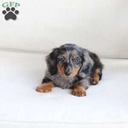 Milo/Dachshund									Puppy/Male	/May 9th, 2024,To contact the breeder about this puppy, click on the “View Breeder Info” tab above.