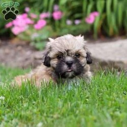 Teddy/Lhasa Apso									Puppy/Male	/9 Weeks,Introducing Teddy, the sweetest Lhasa Apsos boy with the most DARLING face! Who can say no to those eyes? 