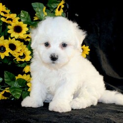 Archie/Bichon Frise									Puppy/Male	/9 Weeks,Say hello to Archie the AKC Bichon Frise puppy who loves attention! This little cutie is started on potty training and crate training and loves attention. Both parents are health tested and weigh between 10-12lbs. He is well socialized with children and other puppies and is family raised! He can be microchipped, delivered, or registered for an extra fee. We are seeking loving responsible homes for our puppies! Contact us today to learn more about visiting them or taking home your new pup!