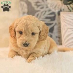 Max F1bb/Mini Goldendoodle									Puppy/Male	/6 Weeks,Max is a cuddly, and playfull Mini Goldendoodle. He is well socialized and our children love to play with Max and his siblings!