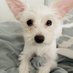 Adopt a dog:Archie & Cleo/Maltese/Male/Baby,Archie & Cleo are adorable 6-month-old Maltese / Chihuahua X puppies available for foster-to-adopt in the Greater Orlando area. As littermates, they must be adopted separately. They are good with children and other pets, with sweet, playful demeanors. They are a wonderful balance of active and calm, matching their person’s energy well. 

They will come fully vaccinated, microchipped , fixed, and current on monthly preventatives.