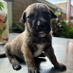 Adopt a dog:Walnut/Chihuahua/Male/Baby,Meet Walnut, a tiny 2-pound bundle of joy believed to be a Chihuahua and Labrador mix. Almond and his siblings—four brothers and one sister—were rescued from the streets of Puerto Rico, where their mother, a 25-pound street dog, lovingly cared for them. Walnut is expected to grow into a charming 25-30-pound adult. This sweet little pup is already making great strides in potty training and continues to bring endless love and happiness to his new home.

Walnut is up to date on vaccinations and preventatives. While he is too young to be neutered yet, Justice for Paws covers the cost of neuter when age appropriate.

If you are interested in adoption please apply here: https://docs.google.com/forms/d/e/1FAIpQLSdpim1E0YG4jxPssJnQjE6pov633nAhk77K29LU0npah5ZByQ/viewform