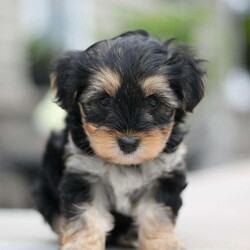Gracie/Yorkie Poo									Puppy/Female	/7 Weeks,Gracie is a beautiful black and tan Yorkipoo puppy.  Her father is a toy poodle who weighs 7 pounds (he is our friend’s dog) and Gracie’s mother, Gidget, is a Yorkipoo who belongs to us.  Gracie’s personality is perfect…playful but also a very relaxed puppy.  She loves to play as much as she loves to snuggle.  Our puppies are raised by our family as a hobby.  We have always loved dogs and find much joy in connecting our cute puppies to the perfect home.  