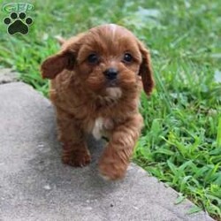 Captin Morgan/Cavapoo									Puppy/Male	/8 Weeks,Hey There, My name is Captin Morgan! I am a very cute male Cavapoo puppy. I was born on May 25th, 2024. I am such a sweet and playful little boy! I am looking for my new family, could that be with you? If you choose me I will come home to you vet checked and microchipped. If you think that I would make the perfect addition to your family, then please call or text to find out more information about me! 