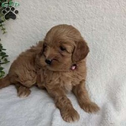 Paris/Mini Goldendoodle									Puppy/Female	/6 Weeks,Paris is an adoreable F1B Miniature Goldendoodle puppy.  Her mother is a miniature Goldendoodle who is around 20lbs. and her father is a red miniature poodle who is around 9lbs.  She comes with a health guarentee, record of all vaccines and deworming and her vet health certificate along with a familar toy, blanket with mom’s scent and some of her food that she’s used to eating.  You’re welcome to come for a visit!