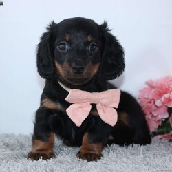 Courtney/Dachshund									Puppy/Female	/7 Weeks,To contact the breeder about this puppy, click on the “View Breeder Info” tab above.