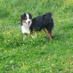 Jasper/Mini Aussiedoodle									Puppy/Male	/8 Weeks,Hi, my name is Jasper. I’m a handsome Blue Merle, I’m up to date on all my shots and wormer   microchipped, and will be vet checked.  My mama is about 25 lbs and my dad is 16lbs. Call or text for more info  