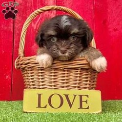 Dallas/Havanese									Puppy/Male	/6 Weeks,  Dallas is a stunning little chocolate tan Akc registered havanese puppy! He’s got perfect white feet chest and face markings! Family raised and well socialized! Up to date with all shots and dewormings! Comes with a health guarantee! Can’t make the drive out to pick up your little friend, no problem, ask us about our delivery options! Contact us today to get your new family member!