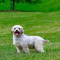 Jasper/Mini Aussiedoodle									Puppy/Male	/8 Weeks,Hi, my name is Jasper. I’m a handsome Blue Merle, I’m up to date on all my shots and wormer   microchipped, and will be vet checked.  My mama is about 25 lbs and my dad is 16lbs. Call or text for more info  