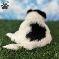 Grace/Yorkie									Puppy/Female	/5 Weeks,Hey There, My name is Grace! I am a very beautiful female Biewer puppy! ! I was born on July 8th, 2024. I am such a sweet little girl! I’m looking for my new family, could that be with you? If you choose me I will come home to you vet checked with my vaccinations and deworming up to date and I will also be microchipped! If you think that I would be the perfect little addition for your family, then please call or text to find out more information about me! I am located in Canton, Ohio!