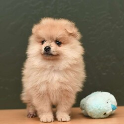 Levi/Pomeranian									Puppy/Male	/7 Weeks,To contact the breeder about this puppy, click on the “View Breeder Info” tab above.