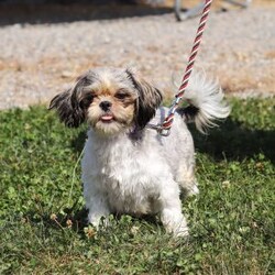 Fireball/Shih Tzu									Puppy/Male	/8 Weeks,Meet Fireball! This handsome AKC ShihTzu puppy is an absolute bundle of joy. With his silky, stunning coat and expressive dark eyes, it’s impossible not to fall in love at first sight. Full of playful energy and a gentle demeanor, this little one is perfect for cuddling and companionship. ShihTzus are known for their affectionate nature, and this puppy is no exception- always eager to be by your side, whether it’s for a walk in the park or a cozy nap at home. Raised with care, we are dedicated to ensuring that this baby is both happy and healthy, making the transition to his new home as smooth as possible!