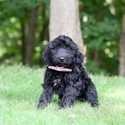 Ace/Portuguese Water Dog									Puppy/Male	/12 Weeks,Introducing a stunning, AKC Portuguese Water Dog named Ace! He has a gorgeous, black coat and the sweetest temperament that will have you attached to him in no time. This little guy is a true bundle of energy and intelligence! With his bright, alert eyes, this pup is both striking and full of personality. Portuguese Water Dogs are known to be adventurous and they generally love any water activities. They also have an affectionate side, they love to lounge and are great with kids which makes them the perfect choice for a family pet!