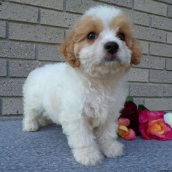 Addy/Cavachon									Puppy/Female	/10 Weeks,Hi, im a Cavashon puppy. I am looking forward to meeting you! I am up to date with my immunizations, my wormer medications, and I have a Micro-chip so that I can be easily identified if I ever become lost! 