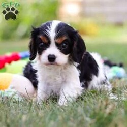 Barnaby/Cavalier King Charles Spaniel									Puppy/Male	/7 Weeks,Meet Barnaby, a friendly little AKC Cavalier King Charles Spaniel puppy! He has a stunning, silky coat and big innocent eyes that will have you attached to him in no time. He is the perfect size to join you on all your everyday activities, big enough to keep up with a fast paced life, but small enough to be by your side no matter where you go. Cavaliers are known for calm and sweet nature, and they are usually great with kids so make wonderful family pets!