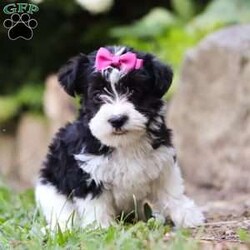 Bailey/Morkie / Yorktese Puppy/Female /8 Weeks Bailey/Morkie / Yorktese Puppy/Female /8 Weeks,Meet Bailey, the sweetest little Morkie girl with a heart as big as her fluffy coat! This little girl is more than just a pretty face; she’s a bundle of love and personality wrapped in a pint-sized package. Whether she’s romping around with her toys or curling up in your lap for a cozy nap, this pup knows how to make every moment special. Her gentle demeanor and curious spirit make her the perfect companion for any family, ready to bring happiness into your home.
