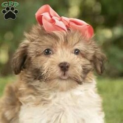 Holly/Havanese									Puppy/Female	/12 Weeks,I hope your day is going well,  I’m Holly a beautiful Havanese and i would love to make your day even better! I am very happy, playful and very well socialized! I would love to fill your home with all of my puppy love! I have been vet checked, microchipped and I am up to date on vaccinations and dewormings and will come with a one year genetic health guarantee. Call or text anytime to make me the newest addition to your family and get ready to spend a lifetime of tail wagging fun!