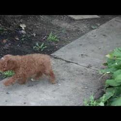 Franklin/Toy Poodle									Puppy/Male	/June 30th, 2024,Meet Franklin, an outgoing and sweet Toy Poodle puppy! This engaging pup is vet checked and up to date on shots and wormer. Franklin can be registered with the ICA and comes with a health guarantee provided by the breeder. This adventurous pup is family raised with children and is well socialized. To find out more about Franklin, please contact Michael today!