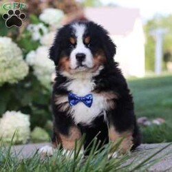 Toby/Bernese Mountain Dog									Puppy/Male	/8 Weeks,Meet Toby, the majestic AKC Bernese Mountain Dog! Toby boasts the classic tri-colored coat of the Bernese Mountain Dog, with rich black, snowy white, and warm rust tones that creates a striking and elegant look. His large, soulful eyes and sturdy build giving him a majestic presence that is hard to resist. Despite his size, he has a playful spirit and loves outdoor activities. Whether it’s a hike in the mountains, a romp in the yard, or a snowy adventure, he will always be up for fun and love spending time in nature!