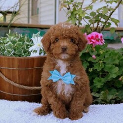 Franklin/Toy Poodle									Puppy/Male	/June 30th, 2024,Meet Franklin, an outgoing and sweet Toy Poodle puppy! This engaging pup is vet checked and up to date on shots and wormer. Franklin can be registered with the ICA and comes with a health guarantee provided by the breeder. This adventurous pup is family raised with children and is well socialized. To find out more about Franklin, please contact Michael today!