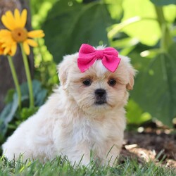 Flicka/Shih Tzu									Puppy/Female	/8 Weeks,Meet Flicka! This beautiful AKC ShihTzu puppy is an absolute bundle of joy. With her silky, stunning coat and expressive dark eyes, it’s impossible not to fall in love at first sight. Full of playful energy and a gentle demeanor, this little one is perfect for cuddling and companionship. ShihTzus are known for their affectionate nature, and this puppy is no exception- always eager to be by your side, whether it’s for a walk in the park or a cozy nap at home. Raised with care, we are dedicated to ensuring that this baby is both happy and healthy, making the transition to her new home as smooth as possible!