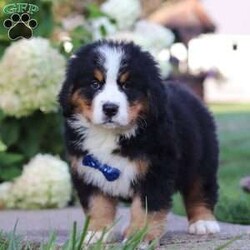 Toby/Bernese Mountain Dog									Puppy/Male	/8 Weeks,Meet Toby, the majestic AKC Bernese Mountain Dog! Toby boasts the classic tri-colored coat of the Bernese Mountain Dog, with rich black, snowy white, and warm rust tones that creates a striking and elegant look. His large, soulful eyes and sturdy build giving him a majestic presence that is hard to resist. Despite his size, he has a playful spirit and loves outdoor activities. Whether it’s a hike in the mountains, a romp in the yard, or a snowy adventure, he will always be up for fun and love spending time in nature!