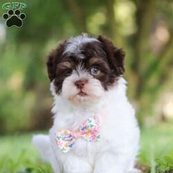 Emmie/Havanese									Puppy/Female	/7 Weeks,Meet Emmie an adorable AKC Havanese puppy! This little charmer with her silky coat and big expressive eyes is the epitome of cuteness. Known for her cheerful and affectionate nature, Emmie loves to be the center of attention and is always up for a cuddle or playtime. Emmie’s small size and friendly demeanor makes her the perfect companion for any family. Smart and eager to please, she is easy to train and will quickly become the heart of your home. She is bursting with energy and love, spend a little time with her and you will have found your new bestie! Emmie has been given the utmost care and attention since day one, she will arrive at her new home with the first veterinary check already complete, microchipped, her AKC registration paperwork, current on vaccinations and dewormer, and our one year health guarantee will be included. Momma to this baby is a adorable girl named Tammy, she is so sweet and is the best momma to her little ones. Tammy weighs 11lbs. The dad is named Nico he loves going on walks and hanging out with his favorite people. Nico is a adorable Havanese and he weighs 9lbs. Both Nico & Tammy have their OFA certifications. Whether you’re seeking a playful partner for outdoor adventures this summer or a cuddly companion for cozy evenings, our puppies are sure to bring warmth and joy to your home. If you would like to schedule a visit with one of the babies or have any more questions please give me a call Thanks, Irma Miller