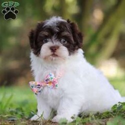 Emmie/Havanese									Puppy/Female	/7 Weeks,Meet Emmie an adorable AKC Havanese puppy! This little charmer with her silky coat and big expressive eyes is the epitome of cuteness. Known for her cheerful and affectionate nature, Emmie loves to be the center of attention and is always up for a cuddle or playtime. Emmie’s small size and friendly demeanor makes her the perfect companion for any family. Smart and eager to please, she is easy to train and will quickly become the heart of your home. She is bursting with energy and love, spend a little time with her and you will have found your new bestie! Emmie has been given the utmost care and attention since day one, she will arrive at her new home with the first veterinary check already complete, microchipped, her AKC registration paperwork, current on vaccinations and dewormer, and our one year health guarantee will be included. Momma to this baby is a adorable girl named Tammy, she is so sweet and is the best momma to her little ones. Tammy weighs 11lbs. The dad is named Nico he loves going on walks and hanging out with his favorite people. Nico is a adorable Havanese and he weighs 9lbs. Both Nico & Tammy have their OFA certifications. Whether you’re seeking a playful partner for outdoor adventures this summer or a cuddly companion for cozy evenings, our puppies are sure to bring warmth and joy to your home. If you would like to schedule a visit with one of the babies or have any more questions please give me a call Thanks, Irma Miller