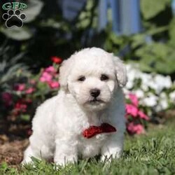 Gem/Bichon Frise									Puppy/Male	/8 Weeks,Meet Gem, an AKC Bichon puppy who’s as charming as can be! With his snow white, fluffy coat and sparkling eyes, Gem is a little bundle of joy. He has a playful spirit but he also loves to cuddle, he makes the best side-kick and snuggle buddy. This breed is known for their lively and playful nature, they also tend to be very smart and eager to please which makes the training process relatively easy. This little guy has a happy energy that’s contagious, he knows how to brighten any ordinary day!