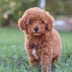 Bolt/Cavapoo									Puppy/Male	/8 Weeks