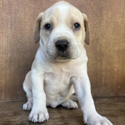Marble/Rhodesian Ridgeback/Female/Baby Adopt a dog:Marble/Rhodesian Ridgeback/Female/Baby,Meet Marble, a delightful 6-week-old female Rhodesian Ridgeback/Boxer mix. With her charming personality and playful spirit, Marble is a blank slate, ready to become the gem of your life. She thrives on curiosity, playtime, and the warmth of being part of a loving family.
Marble is eager to take on the joys that come with being a puppy. Whether it's tackling the challenges of snack time, snuggling on the couch, or wagging her tail in pure happiness, she is enthusiastic about making memories with you.
As she embarks on her journey to find a forever home, Marble is searching for a family that will nurture her playful nature and help her grow into the wonderful companion she's destined to be. If you're ready for a life filled with adventure and love, Marble is here to roll right into your heart. Will you be the forever home she is looking for?