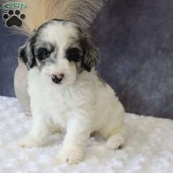 Gigi/Mini Sheepadoodle									Puppy/Female	/7 Weeks,Meet GiGi a sweet and loving Mini Sheepadoodle ready to bring joy to her new forever home! She is well-socialized and loves being around people. She Will be vet checked and is also up to date on all her vaccines and dewormer, ensuring She is healthy and ready for her new adventure. Contact Carrie today for more details about her personality and the process of bringing her home with you!