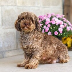 Violet/Miniature Poodle									Puppy/Female	/8 Weeks,Meet the most adorable AKC Mini Poodle puppy named Violet! Known for their intelligence and elegance, Poodles are more than just their curly coats they’re one of the most versatile and trainable breeds, making them a perfect fit for families, singles, or anyone looking for a best friend. If you’re looking for a loyal, intelligent, and loving companion you have come to the right place.