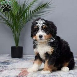 Tiger/Mini Bernedoodle									Puppy/Male	/7 Weeks,Meet Tiger, the sweetest Mini Bernedoodle boy you’ll ever find! This little guy is full of love and energy, ready to brighten your days with his playful spirit. Raised in a family setting, Tiger is used to lots of attention and affection. He’s been vet checked, microchipped, and is up to date on all his vaccines and dewormer, so he’s ready to join his forever family. Whether you’re looking for a fun companion or a snuggle buddy, Tiger’s gentle and loving nature will win you over. Don’t miss the chance to bring home your new best friend!