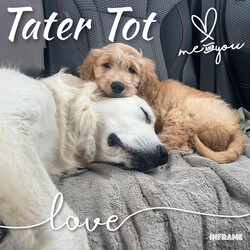 Adopt a dog:Tater Tot/Goldendoodle/Male/Baby,Meet Tater Tot: Your New Best Friend!

Hello, future family! I’m Tater Tot, a 10-week-old Goldendoodle with a heart as big as my puppy eyes. I may be missing a front leg, but that doesn’t slow me down one bit—I'm a little hop-and-skip champion! I’m as sweet and loving as they come, and I’m ready to bring joy and snuggles into your life.

A Bit About Me:

Age: 10 weeks
Weight: 15 pounds of pure cuteness
Breed: Goldendoodle
Special Trait: I have a front leg amputation, but it doesn’t hold me back. I walk and hop around with ease and a big smile!
My Personality: I’m incredibly affectionate and love giving and receiving cuddles. I get along fabulously with other dogs and am eager to make new friends. While I’m still working on my potty training, I’m a fast learner and with a bit of patience, I’ll be a pro in no time.

What I Need:

Confidence Building: I’m learning to navigate stairs and embrace new adventures. With your encouragement and a bit of patience, I’ll grow into a confident, happy pup.
A Loving Home: I thrive in a loving environment where I can continue to learn and grow.
If you’re looking for a furry friend who will fill your life with love and joy, I’m your guy! I may have a unique story, but I promise I’m as perfect as they come. Let’s start this amazing journey together—apply to adopt me today!