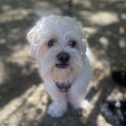 Templeton/Maltese/Male/Adult