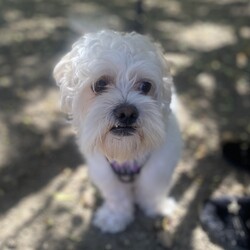 Adopt a dog:Templeton/Maltese/Male/Adult,Templeton is a sweet 4 year old boy.  He lost his mom recently and is living with a family member who can't care for him long term.  Templeton is friendly and loves to go on a walk.  He does have one issue, he doesn't want to be picked up or toughed on his back end or under his belly.  This also makes grooming difficult.  He did have a good relationship with a groomer at one time so he can build up trust given the chance.  He allows his current caretaker pick him up, she has also gained his trust.  So this boy needs someone who can love him on his terms, and he is sooooo loving.  But also advocate for him with others so he doesn't react negatively to someone just trying to say Hi.