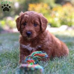 Brett/Goldendoodle									Puppy/Male	/8 Weeks,Meet Brett, the handsome F1 Mini Goldendoodle! He is the perfect blend of Poodle and Goldendoodle puppy, with soft curls that bounce with every step he takes. His twinkling eyes mirror the mischief he gets into, and his little tail never stops wagging, spreading joy wherever he goes. With his endearing puppy eyes and a penchant for cuddles, he loves playtime and learning new tricks to impress his favorite humans. With this little one around, every day is a new adventure filled with puppy love and endless tail wags!