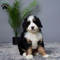 Bliss/Mini Bernedoodle									Puppy/Female	/7 Weeks,Woof woof! Hi there, I’m Bliss, your future best friend! I’m a mini Bernedoodle, which means I’m the perfect blend of playful energy and cuddly sweetness.