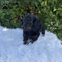 Carly/Dachshund									Puppy/Female	/7 Weeks,Meet Carly. This adorable mini long haired Dachshund puppy is well socialized and raised in a family home. She is vet checked, up to date on shots, and dewormed. 