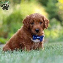 Brett/Goldendoodle									Puppy/Male	/8 Weeks,Meet Brett, the handsome F1 Mini Goldendoodle! He is the perfect blend of Poodle and Goldendoodle puppy, with soft curls that bounce with every step he takes. His twinkling eyes mirror the mischief he gets into, and his little tail never stops wagging, spreading joy wherever he goes. With his endearing puppy eyes and a penchant for cuddles, he loves playtime and learning new tricks to impress his favorite humans. With this little one around, every day is a new adventure filled with puppy love and endless tail wags!