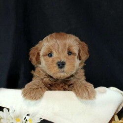 Emmitt/Maltipoo									Puppy/Male	/6 Weeks,This is Emmitt, a kissable Maltipoo puppy who loves to cuddle and play! This perfectly precious pooch is well socialized and ready to meet you! Emmitt will come home vet checked, up to date on shots and de-wormer, and with a 30 day health guarantee and an extended genetic health guarantee, both provided by the breeder. Call Countryside Puppies today to hear more and schedule a visit!