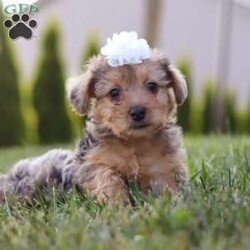 Quinn/Yorkie Poo									Puppy/Female	/7 Weeks,Meet Quinn, our adorable Yorkipoo! With her fluffy, silky coat and bright, sparkling eyes, she is the epitome of cuteness. This little girl is full of energy and loves to play, bringing endless joy and laughter to every day. Quinn is incredibly affectionate, always ready to cuddle up on your lap or give you a sweet nuzzle. Her intelligence and curious nature make her quick to learn and eager to explore. Whether she’s bouncing around with her toys or snuggling close for some quiet time, she is the perfect companion. 