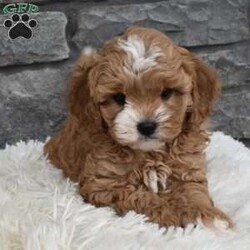 Mason/Cavapoo									Puppy/Male	/8 Weeks,I offer a one year health guarantee. Up to date on shots and dewormings. I’m looking for a loving indoor home. Shipping options are available anywhere in the US. All Sunday calls are returned on Mondays. Thanks Jon