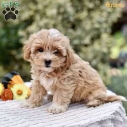 Autumn/Maltipoo									Puppy/Female	/9 Weeks,We have adorable Maltipoo puppies eagerly looking for their forever, loving homes! These sweet little ones are a perfect mix, with their mom, Raven, being a Toy Poodle, and their dad, Rascal, a Maltese. Their unique blend of breeds makes them hypoallergenic, playful, and incredibly affectionate.