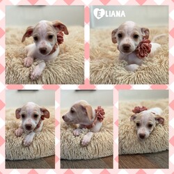 Adopt a dog:Eliana/Chihuahua/Female/Baby,We rescued Eliana with her mom, dad & 4 siblings. Eliana was just 1 week old. She is spayed, current on vaccines, de-worming, flea, heart-worm control & microchipped. She is great with kids dogs and cats.