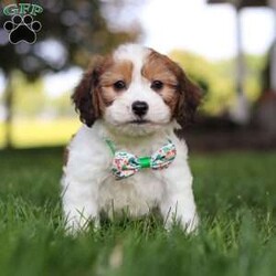 King/Cavachon									Puppy/Male	/9 Weeks,Meet King, the adorable Cavachon puppy who is ready to bring joy and love into your life. With his soft, fluffy coat and those irresistibly sweet eyes, he is a charming little guy who will steal your heart from the moment you meet him. This playful pup is vet checked, up to date on vaccines and wormers, and microchipped, ensuring that he’s healthy and ready to join his forever family.