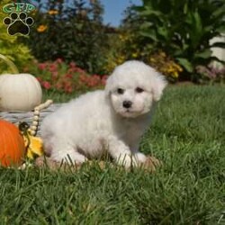 Percy/Bichon Frise									Puppy/Male	/7 Weeks,This is Percy, a sweet spirited Bichon Frise puppy who is eager to meet you! Percy is socialized, family raised with children, and could be the perfect addition to your family! This playful guy has been seen by a vet, is up to date on shots and de-wormer, and can be registered with the AKC. Additionally, the breeder will provide a 30 day health guarantee and an extended genetic health guarantee when Percy heads home. Hear more and schedule a visit by calling Joe Fisher today!